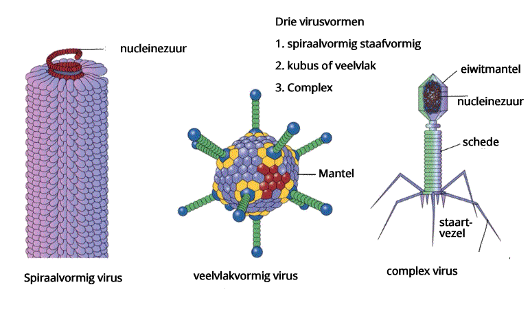 virusvormen