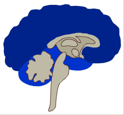 Neo cortex