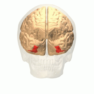 Gyrus fusiformis: rood gearceerd.