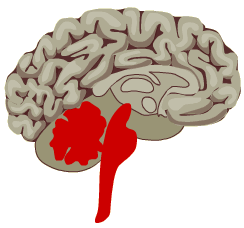 reptielenbrein bestaat uit cerebellum en hersenstam