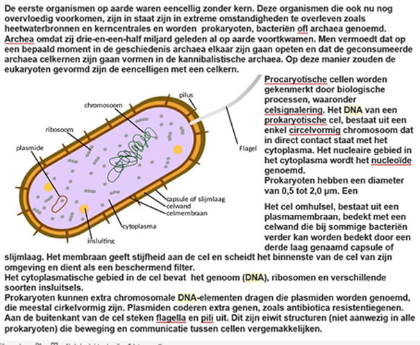 procaryotische cel